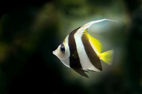 Angelfish .